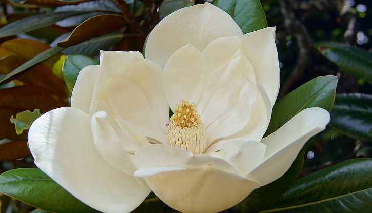 Снимка Магнолия Грандифлора Вечнозелена / Magnolia grandiflora/ - 15-20 см.