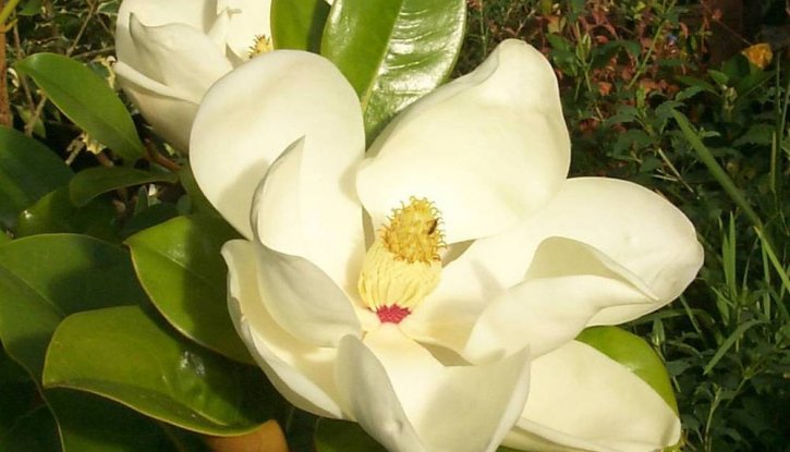 Снимка Магнолия Грандифлора Вечнозелена / Magnolia grandiflora/ - 15-20 см.