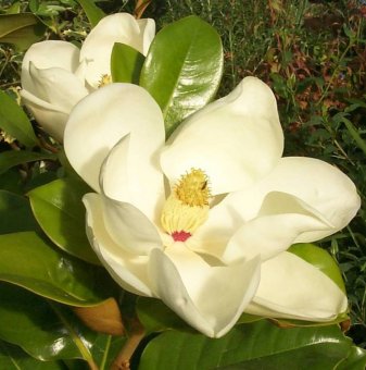 Магнолия Грандифлора Вечнозелена / Magnolia grandiflora/ - 15-20 см....