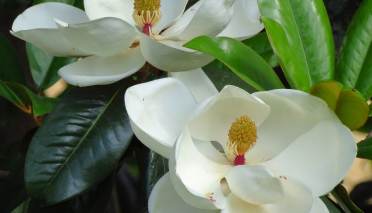 Снимка Магнолия Грандифлора Вечнозелена / Magnolia grandiflora/ - 15-20 см.