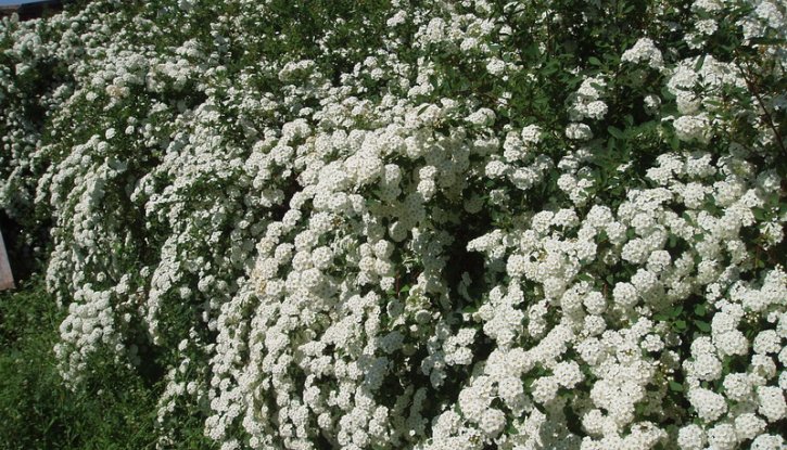 Снимка Спирея Майски сняг /Spiraea vanhouttei/