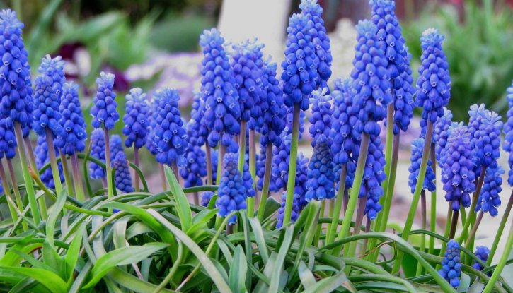 Снимка Мускари (Кукувиче грозде) / Muscari armeniacum / 