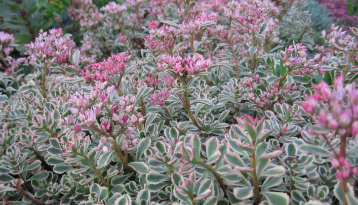Снимка Седум Триколор /Sedum Spurium Tricolor/