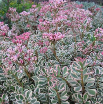 Седум Триколор /Sedum Spurium Tricolor/