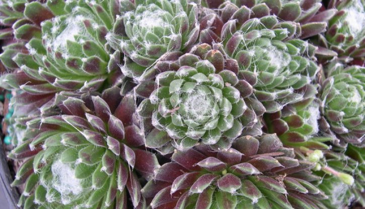 Снимка Семпервивум, Паяжинест дебелец / Sempervivum arachnoideum