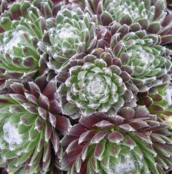 Семпервивум, Паяжинест дебелец / Sempervivum arachnoideum..