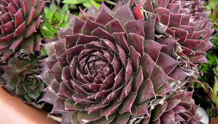 Снимка Семпервивум Кафе / Sempervivum Cafe