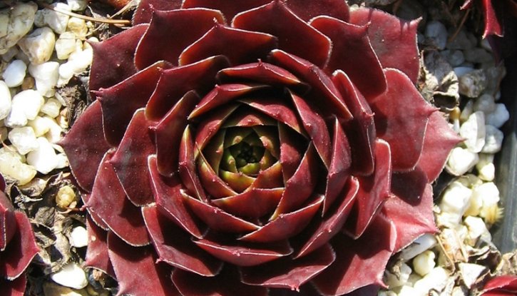 Снимка Семпервивум Кафе / Sempervivum Cafe