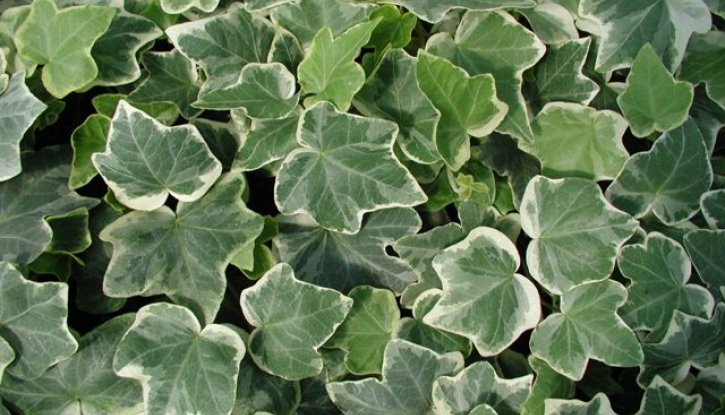 Снимка Бръшлян бяла окраска / Hedera /