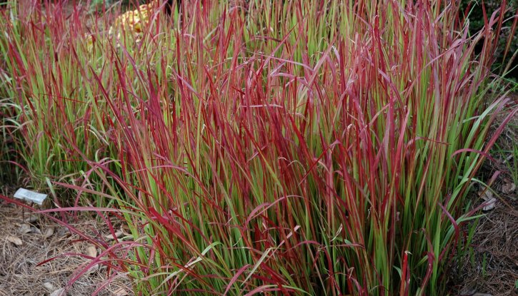 Снимка Императа / Imperata cylindrica - Red Baron /