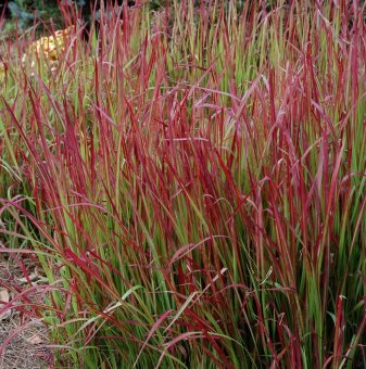 Императа / Imperata cylindrica - Red Baron /