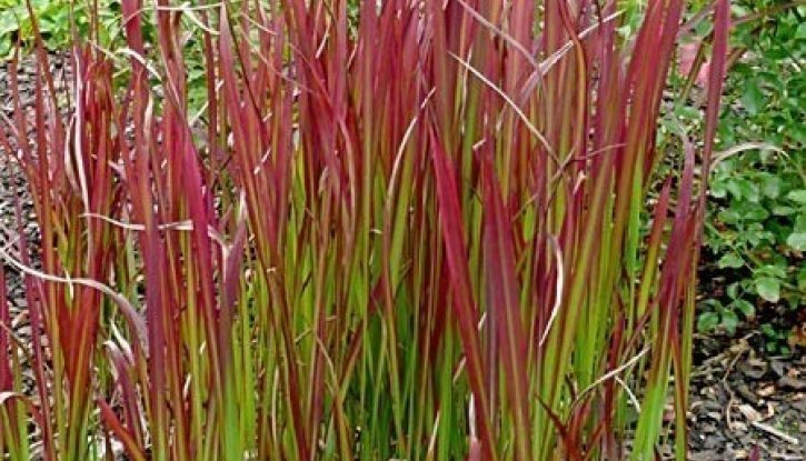 Снимка Императа / Imperata cylindrica - Red Baron /