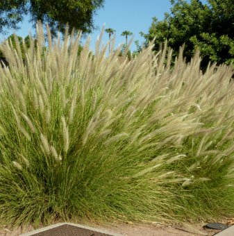 Пенисетум / Pennisetum - декоративна трева