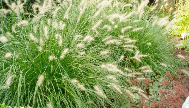 Снимка Пенисетум / Pennisetum - декоративна трева