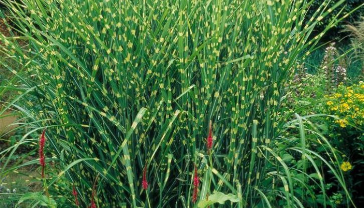 Снимка Мискантус / Miscanthus sinensis / - Китайски камъш, Царска тръстика