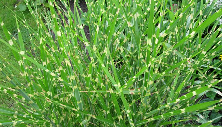Снимка Мискантус / Miscanthus sinensis / - Китайски камъш, Царска тръстика