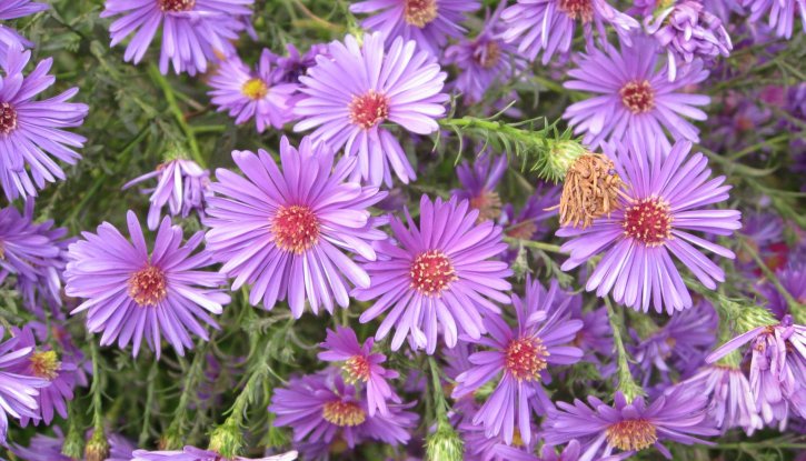 Снимка Астра алпийска / Aster alpinus
