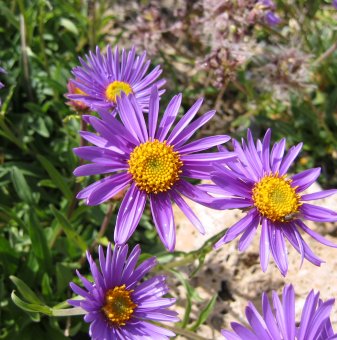 Астра алпийска / Aster alpinus