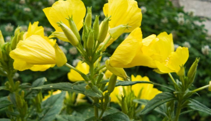 Снимка Енотера / Oenothera /
