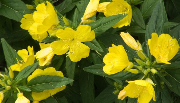 Снимка Енотера / Oenothera /
