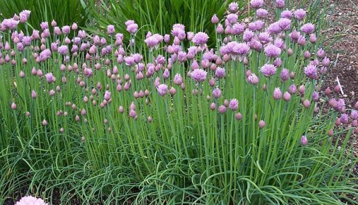 Снимка Сибирски лук - Резанец / Allium schoenoprasum / 