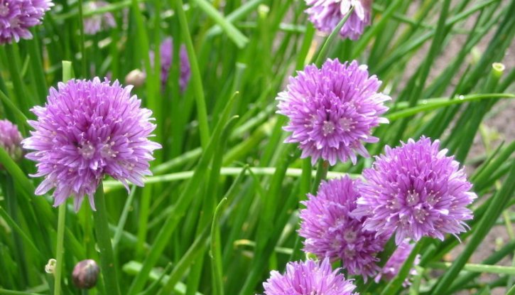 Снимка Сибирски лук - Резанец / Allium schoenoprasum / 