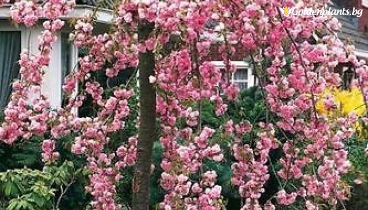 Снимка Японска вишна Кику-Шидаре-Сакура /Prunus serr. Kiku Shidare Zakura/ 120-140см.