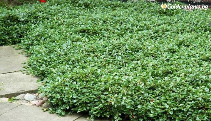 Снимка Котонеастър Дамери Зелен килим /Cotoneaster Dammeri Green Carpet/