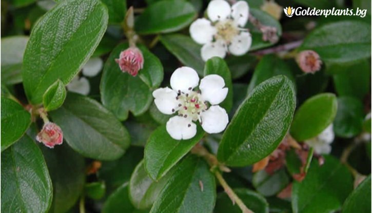 Снимка Котонеастър Дамери Зелен килим /Cotoneaster Dammeri Green Carpet/