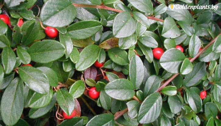 Снимка Котонеастър Дамери Зелен килим /Cotoneaster Dammeri Green Carpet/