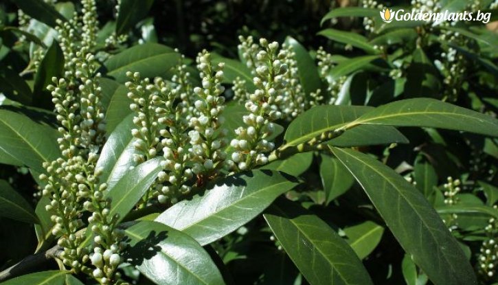 Снимка Лавровишна / Prunus laurocerasus Caucasica /