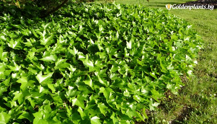 Снимка Бръшлян Зелен / Hedera /