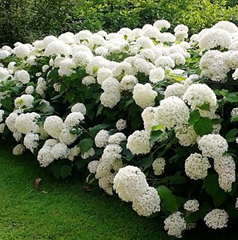 Хортензия бяла / Hydrangea Аrborescens /...