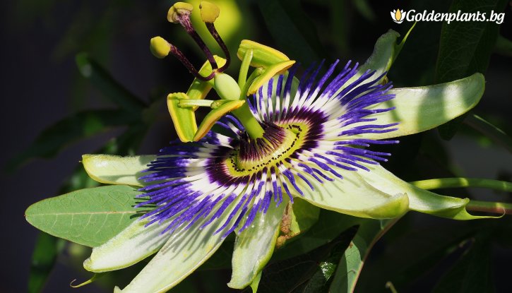 Снимка Пасифлора синя /Passiflora caerulea/