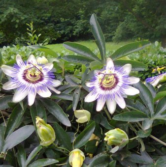 Пасифлора синя /Passiflora caerulea/...