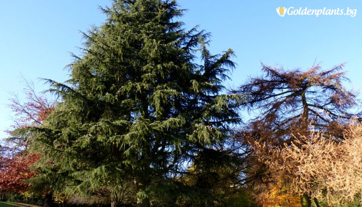 Снимка Атласки Кедър / Cedrus Аtlantica /