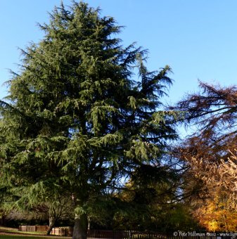 Атласки Кедър / Cedrus Аtlantica /