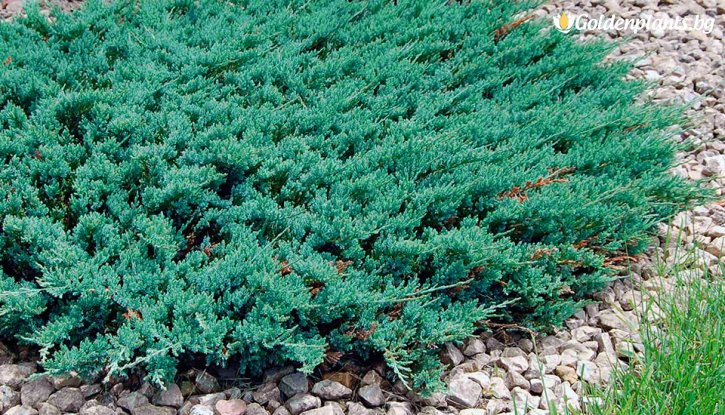 Снимка Юниперус Блу чип / Juniperus Blue Chip /