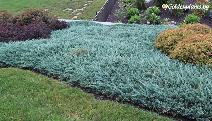 Снимка Юниперус Блу чип / Juniperus Blue Chip /