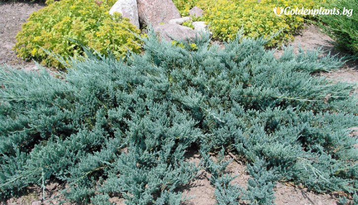 Снимка Юниперус Блу чип / Juniperus Blue Chip /