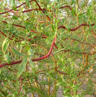 Декоративна Къдрава Върба 60-70 см / Salix Tortuosa /...