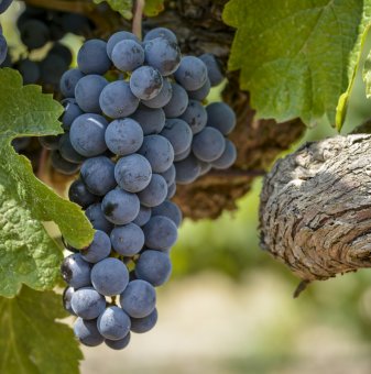 Лоза Мерло - червен винен сорт грозде