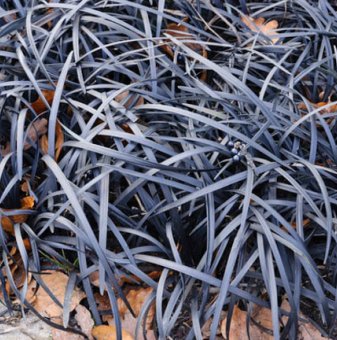 Офиопогон черен /Ophiopogon black/...