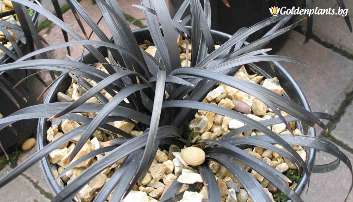 Снимка Офиопогон черен /Ophiopogon black/