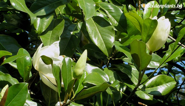 Снимка Магнолия Грандифлора Вечнозелена / Magnolia grandiflora/ - 15-20 см.