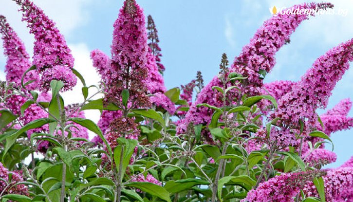 Снимка Будлея Розова Fascinating / Летен люляк / Buddleia Fascinating /