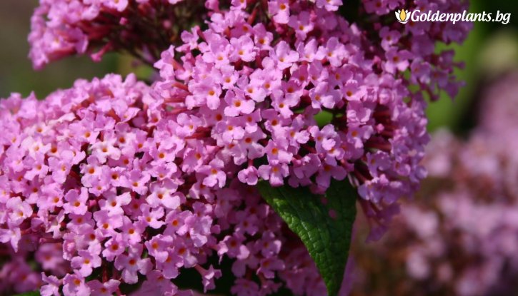 Снимка Будлея Розова Fascinating / Летен люляк / Buddleia Fascinating /