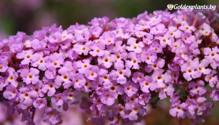 Снимка Будлея Розова Fascinating / Летен люляк / Buddleia Fascinating /