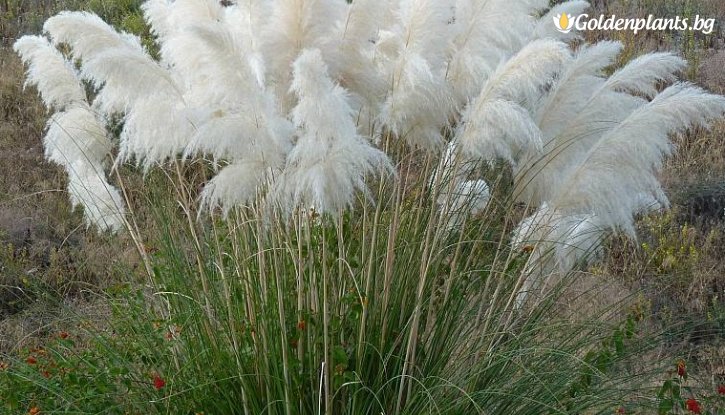 Снимка Кортадерия, Пампаска трева на случаен принцип / Cortaderia /