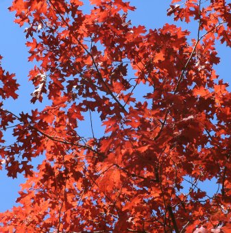 Червен дъб /Quercus Rubra/